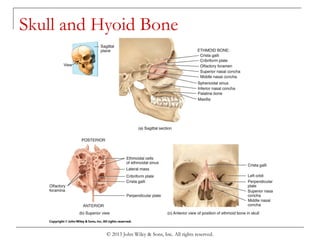 © 2013 John Wiley & Sons, Inc. All rights reserved.
Skull and Hyoid Bone
 