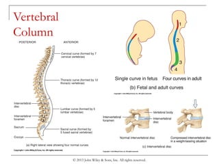 © 2013 John Wiley & Sons, Inc. All rights reserved.
Vertebral
Column
 