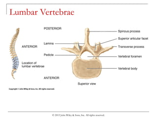 © 2013 John Wiley & Sons, Inc. All rights reserved.
Lumbar Vertebrae
 