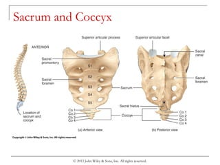© 2013 John Wiley & Sons, Inc. All rights reserved.
Sacrum and Coccyx
 