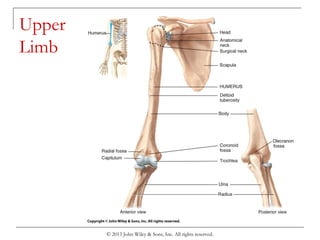 © 2013 John Wiley & Sons, Inc. All rights reserved.
Upper
Limb
 