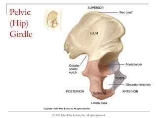 © 2013 John Wiley & Sons, Inc. All rights reserved.
Pelvic
(Hip)
Girdle
 