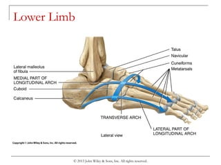 © 2013 John Wiley & Sons, Inc. All rights reserved.
Lower Limb
 