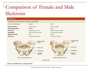 © 2013 John Wiley & Sons, Inc. All rights reserved.
Comparison of Female and Male
Skeletons
 