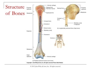 © 2013 John Wiley & Sons, Inc. All rights reserved.
Structure
of Bones
 