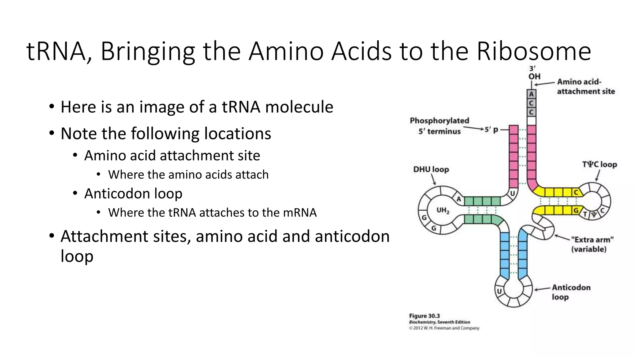 Trna Explained Chapter 6 transcription and translation | PPTX