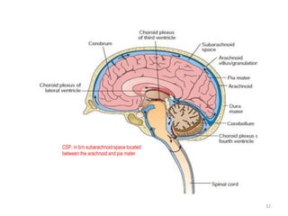 22
CSF: in b/n subarachnoid space located
between the arachnoid and pia mater
 