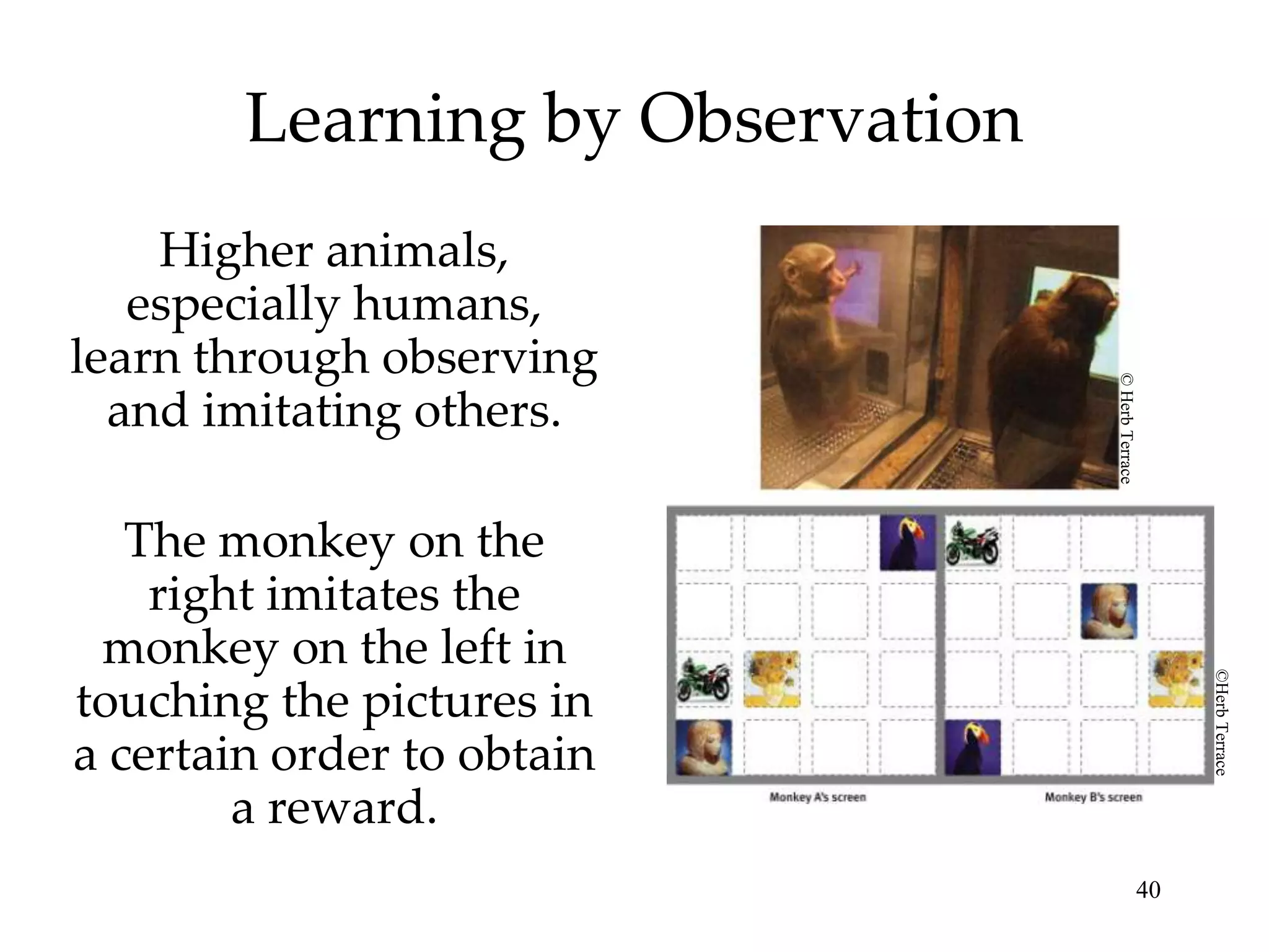 Learning by Observation
    Higher animals,
   especially humans,
learn through observing




                                  © Herb Terrace
  and imitating others.

   The monkey on the
    right imitates the
 monkey on the left in




                                                        ©Herb Terrace
touching the pictures in
a certain order to obtain
        a reward.
                                                   40
 