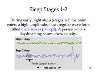 Sleep Stages 1-2 During early, light sleep (stages 1-2) the brain enters a high-amplitude, slow, regular wave form called  theta waves (5-8 cps) . A person who is  daydreaming shows theta activity. Theta Waves 