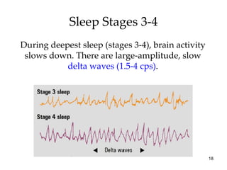 Sleep Stages 3-4 During deepest sleep (stages 3-4), brain activity slows down. There are large-amplitude, slow  delta waves (1.5-4 cps) . 