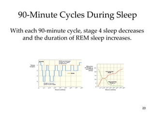 90-Minute Cycles During Sleep With each 90-minute cycle, stage 4 sleep decreases and the duration of REM sleep increases. 