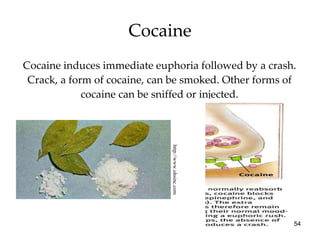 Cocaine Cocaine induces immediate euphoria followed by a crash. Crack, a form of cocaine, can be smoked. Other forms of cocaine can be sniffed or injected. http://www.ohsinc.com 