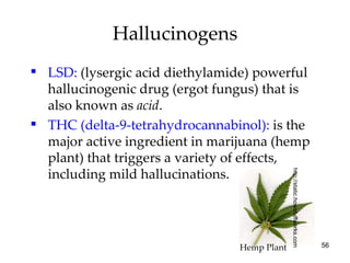Hallucinogens LSD:   (lysergic acid diethylamide) powerful hallucinogenic drug (ergot fungus) that is also known as  acid . THC (delta-9-tetrahydrocannabinol):   is the major active ingredient in marijuana (hemp plant) that triggers a variety of effects, including mild hallucinations. http://static.howstuffworks.com Hemp Plant 