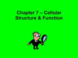Chapter 7 – Cellular Structure & Function 