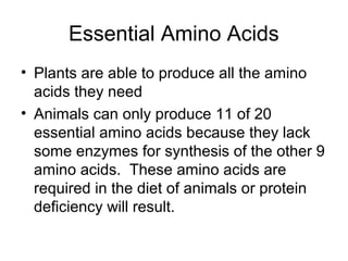 Essential Amino Acids
• Plants are able to produce all the amino
  acids they need
• Animals can only produce 11 of 20
  essential amino acids because they lack
  some enzymes for synthesis of the other 9
  amino acids. These amino acids are
  required in the diet of animals or protein
  deficiency will result.
 