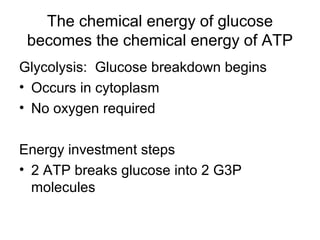 The chemical energy of glucose
 becomes the chemical energy of ATP
Glycolysis: Glucose breakdown begins
• Occurs in cytoplasm
• No oxygen required

Energy investment steps
• 2 ATP breaks glucose into 2 G3P
  molecules
 