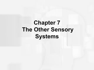Chapter 7  The Other Sensory Systems 
