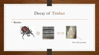 Decay of Timber
• Beetles
Flour like powder
 