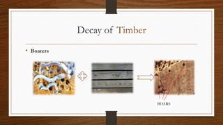 Decay of Timber
• Boarers
BOARS
 