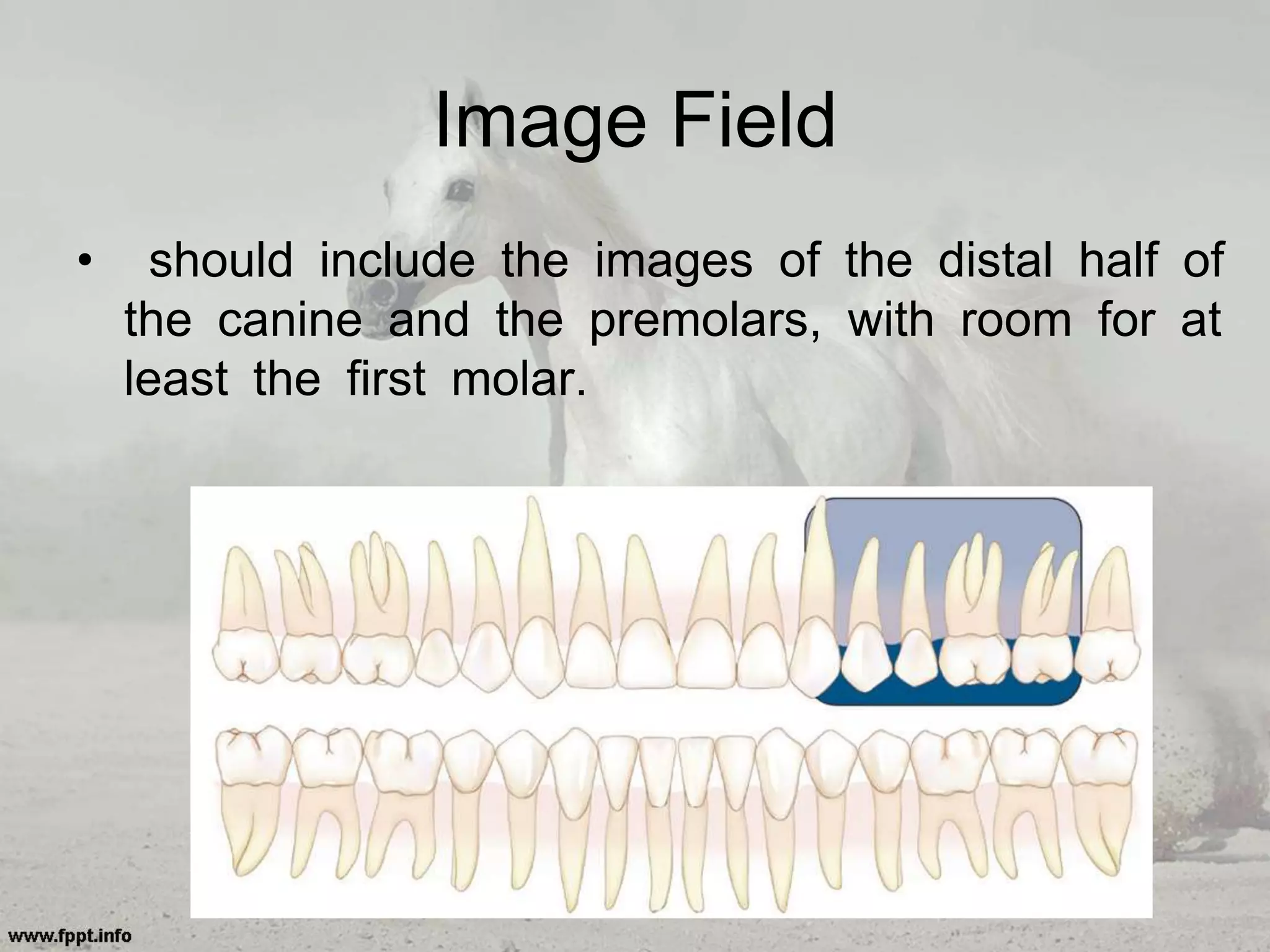 Image Field
• should include the images of the distal half of
the canine and the premolars, with room for at
least the first molar.
 