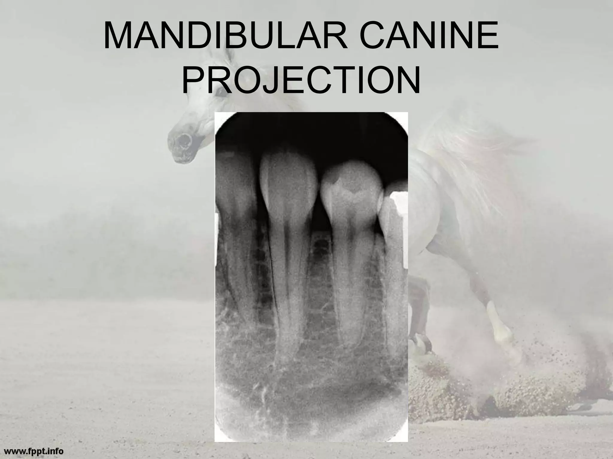 MANDIBULAR CANINE
PROJECTION
 