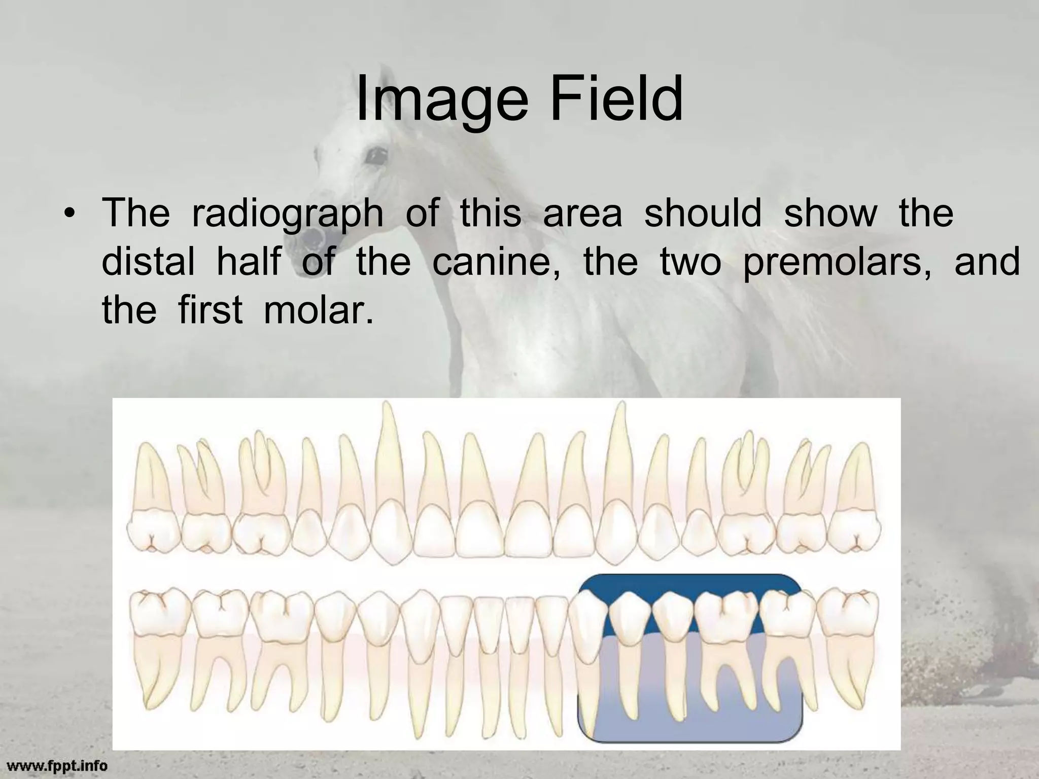 Image Field
• The radiograph of this area should show the
distal half of the canine, the two premolars, and
the first molar.
 