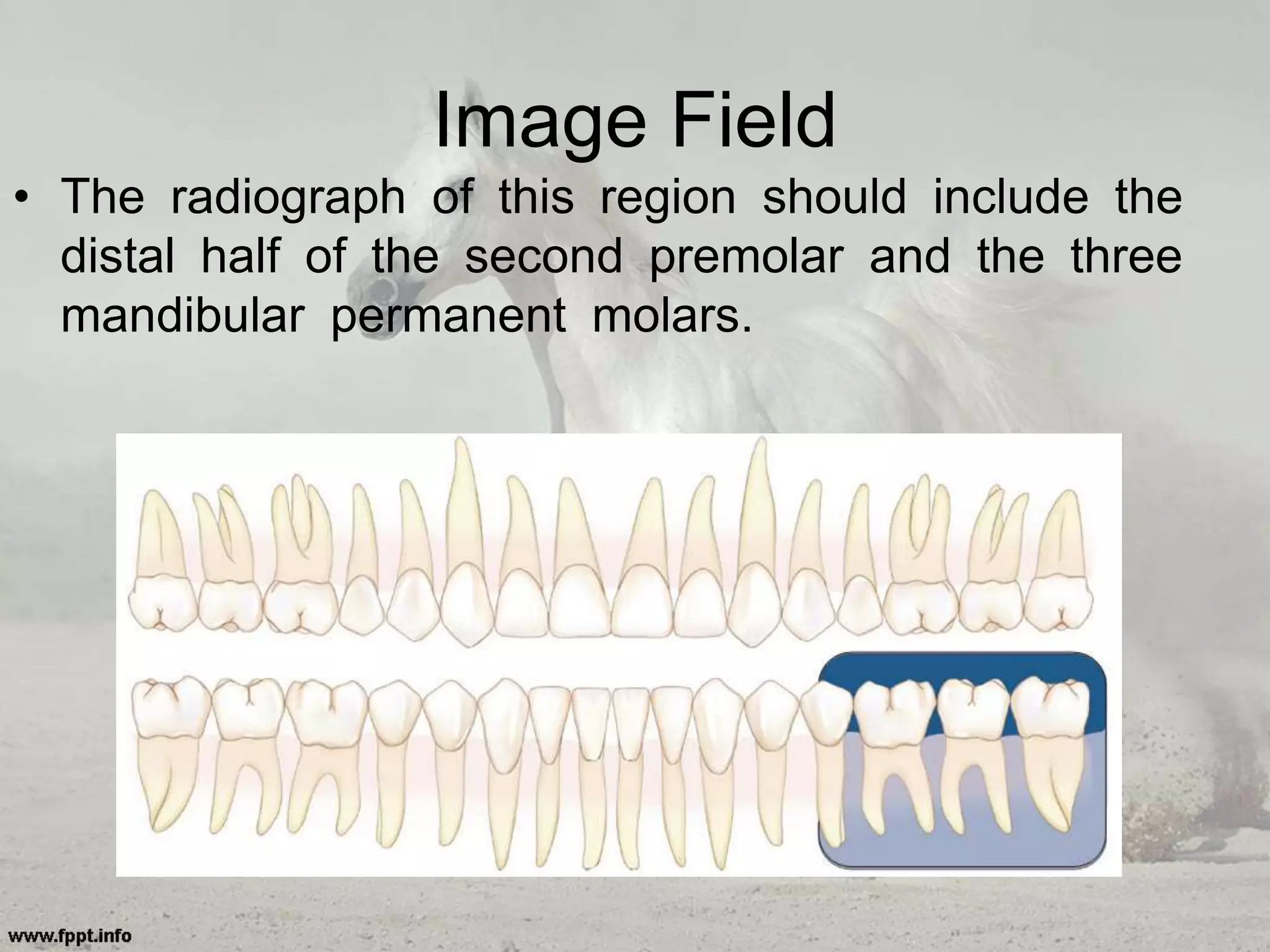 Image Field
• The radiograph of this region should include the
distal half of the second premolar and the three
mandibular permanent molars.
 