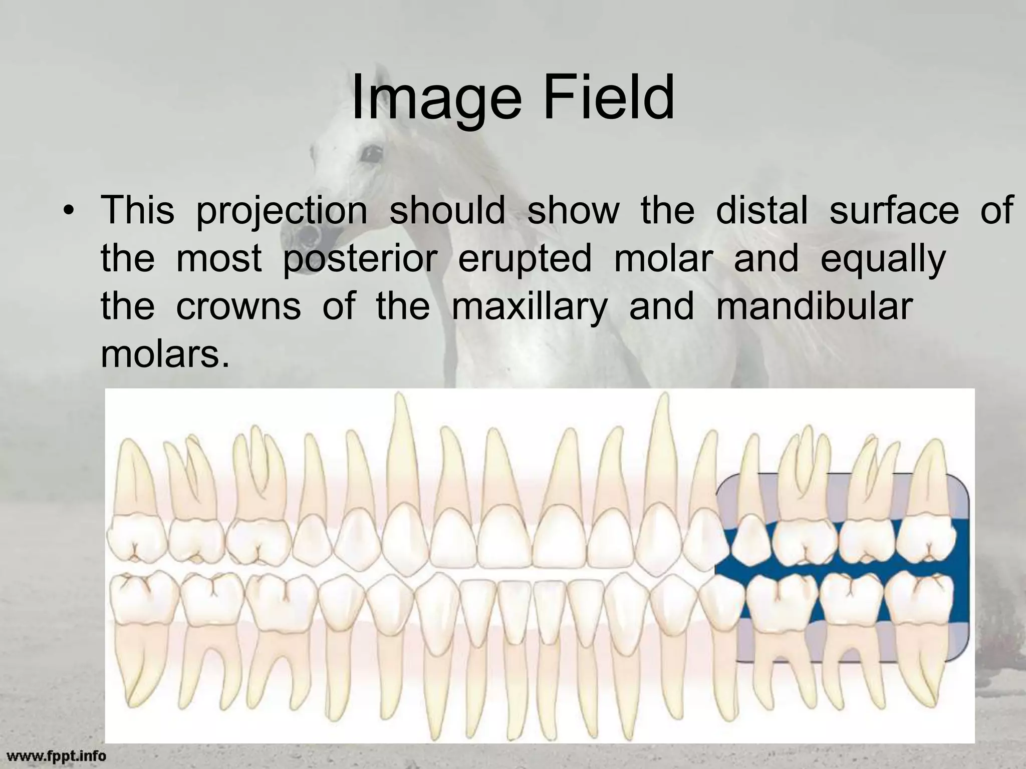 Image Field
• This projection should show the distal surface of
the most posterior erupted molar and equally
the crowns of the maxillary and mandibular
molars.
 