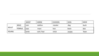 ADULT
MALE
FEMALE
YOUNG
SHEEP HORSE CHICKEN DOG DEER
ram stallion rooster dog buck
ewe mare hen bitch doe
lamb colt / foal chick puppy fawn
 