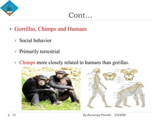 Humans Monkeys Human Evolution | PDF