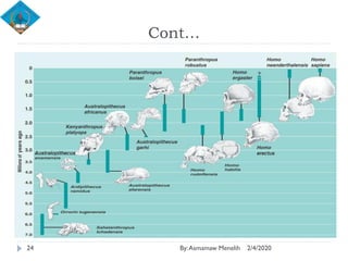 Human Evolution | PDF
