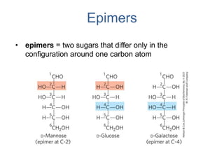 Epimers
• epimers = two sugars that differ only in the
configuration around one carbon atom
 