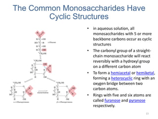 • in aqueous solution, all
monosaccharides with 5 or more
backbone carbons occur as cyclic
structures
• The carbonyl group of a straight-
chain monosaccharide will react
reversibly with a hydroxyl group
on a different carbon atom
• To form a hemiacetal or hemiketal,
forming a heterocyclic ring with an
oxygen bridge between two
carbon atoms.
• Rings with five and six atoms are
called furanose and pyranose
respectively.
13
The Common Monosaccharides Have
Cyclic Structures
 