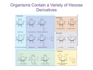Organisms Contain a Variety of Hexose
Derivatives
 