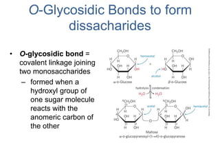 O-Glycosidic Bonds to form
dissacharides
• O-glycosidic bond =
covalent linkage joining
two monosaccharides
– formed when a
hydroxyl group of
one sugar molecule
reacts with the
anomeric carbon of
the other
 
