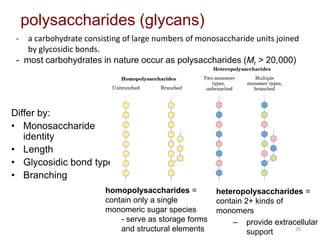 26
polysaccharides (glycans)
Differ by:
• Monosaccharide
identity
• Length
• Glycosidic bond type
• Branching
- a carbohydrate consisting of large numbers of monosaccharide units joined
by glycosidic bonds.
- most carbohydrates in nature occur as polysaccharides (Mr > 20,000)
heteropolysaccharides =
contain 2+ kinds of
monomers
– provide extracellular
support
homopolysaccharides =
contain only a single
monomeric sugar species
- serve as storage forms
and structural elements
 