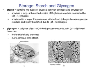 Storage: Starch and Glycogen
• starch = contains two types of glucose polymer, amylose and amylopectin
– amylose = long, unbranched chains of D-glucose residues connected by
(α1→4) linkages
– amylopectin = larger than amylose with (α1→4) linkages between glucose
residues and highly branched due to (α1→6) linkages
• glycogen = polymer of (α1→4)-linked glucose subunits, with (α1→6)-linked
branches
– more extensively branched
– more compact than starch
 