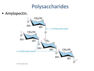Polysaccharides
• Amylopectin.
 