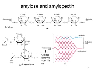 30
amylose and amylopectin
Amylose
Amylopectin
Glucose
removed
from this
end
 
