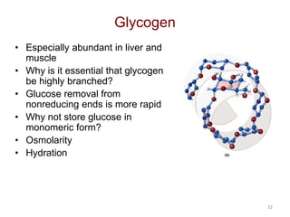 32
Glycogen
• Especially abundant in liver and
muscle
• Why is it essential that glycogen
be highly branched?
• Glucose removal from
nonreducing ends is more rapid
• Why not store glucose in
monomeric form?
• Osmolarity
• Hydration
 