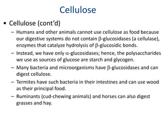 Cellulose
• Cellulose (cont’d)
– Humans and other animals cannot use cellulose as food because
our digestive systems do not contain b-glucosidases (a cellulase),
enzymes that catalyze hydrolysis of b-glucosidic bonds.
– Instead, we have only a-glucosidases; hence, the polysaccharides
we use as sources of glucose are starch and glycogen.
– Many bacteria and microorganisms have b-glucosidases and can
digest cellulose.
– Termites have such bacteria in their intestines and can use wood
as their principal food.
– Ruminants (cud-chewing animals) and horses can also digest
grasses and hay.
 
