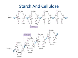 Starch And Cellulose
 