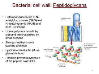 38
Bacterial cell wall: Peptidoglycans
• Heteropolysaccharide of N-
acetylglucosamine (NAG) and
N-acetylmuramic (NAM) acid
in b1→4 linkage
• Linear polymers lie side by
side and are crosslinked by
small peptides
• Strong sheath prevents
swelling and lysis
• Lysozyme breaks the b1→4
glycosidic bond
• Penicillin prevents synthesis
of the peptide crosslinks
 