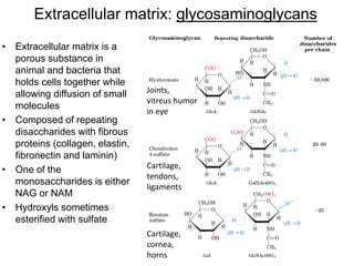39
Extracellular matrix: glycosaminoglycans
• Extracellular matrix is a
porous substance in
animal and bacteria that
holds cells together while
allowing diffusion of small
molecules
• Composed of repeating
disaccharides with fibrous
proteins (collagen, elastin,
fibronectin and laminin)
• One of the
monosaccharides is either
NAG or NAM
• Hydroxyls sometimes
esterified with sulfate
Joints,
vitreus humor
in eye
Cartilage,
tendons,
ligaments
Cartilage,
cornea,
horns
 