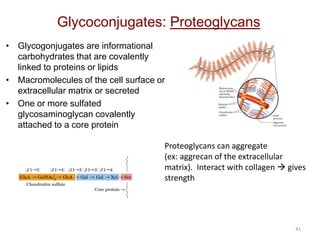 41
Glycoconjugates: Proteoglycans
• Glycogonjugates are informational
carbohydrates that are covalently
linked to proteins or lipids
• Macromolecules of the cell surface or
extracellular matrix or secreted
• One or more sulfated
glycosaminoglycan covalently
attached to a core protein
Proteoglycans can aggregate
(ex: aggrecan of the extracellular
matrix). Interact with collagen  gives
strength
 