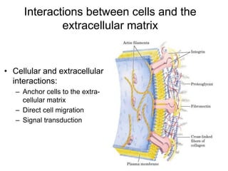 42
Interactions between cells and the
extracellular matrix
• Cellular and extracellular
interactions:
– Anchor cells to the extra-
cellular matrix
– Direct cell migration
– Signal transduction
 