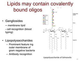 43
Lipids may contain covalently
bound oligosaccharides
• Gangliosides
– membrane lipid
- cell recognition (blood
typing)
• Lipopolysaccharides
– Prominent feature ing
outer membrane of
gram negative bacteria
– Antibody recognition
Lipopolysaccharide of Salmonella
 