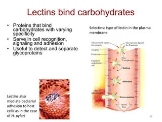 44
Lectins bind carbohydrates
• Proteins that bind
carbohydrates with varying
specificity
• Serve in cell recognition,
signaling and adhesion
• Useful to detect and separate
glycoproteins
Selectins: type of lectin in the plasma
membrane
Lectins also
mediate bacterial
adhesion to host
cells as in the case
of H. pylori
 