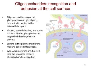 45
Oligosaccharides: recognition and
adhesion at the cell surface
• Oligosaccharides, as part of
glycoproteins and glycolipids,
interact with lectins in the
extracellular space
• Viruses, bacterial toxins, and some
bacteria bind to glycoproteins to
begin the infection/disease
process
• Lectins in the plasma membrane
mediate cell-cell interactions
• Lysosomal enzymes are directed
into the lysosome through
oligosaccharide recognition
 