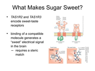 What Makes Sugar Sweet?
• TAS1R2 and TAS1R3
encode sweet-taste
receptors
• binding of a compatible
molecule generates a
“sweet” electrical signal
in the brain
– requires a steric
match
 